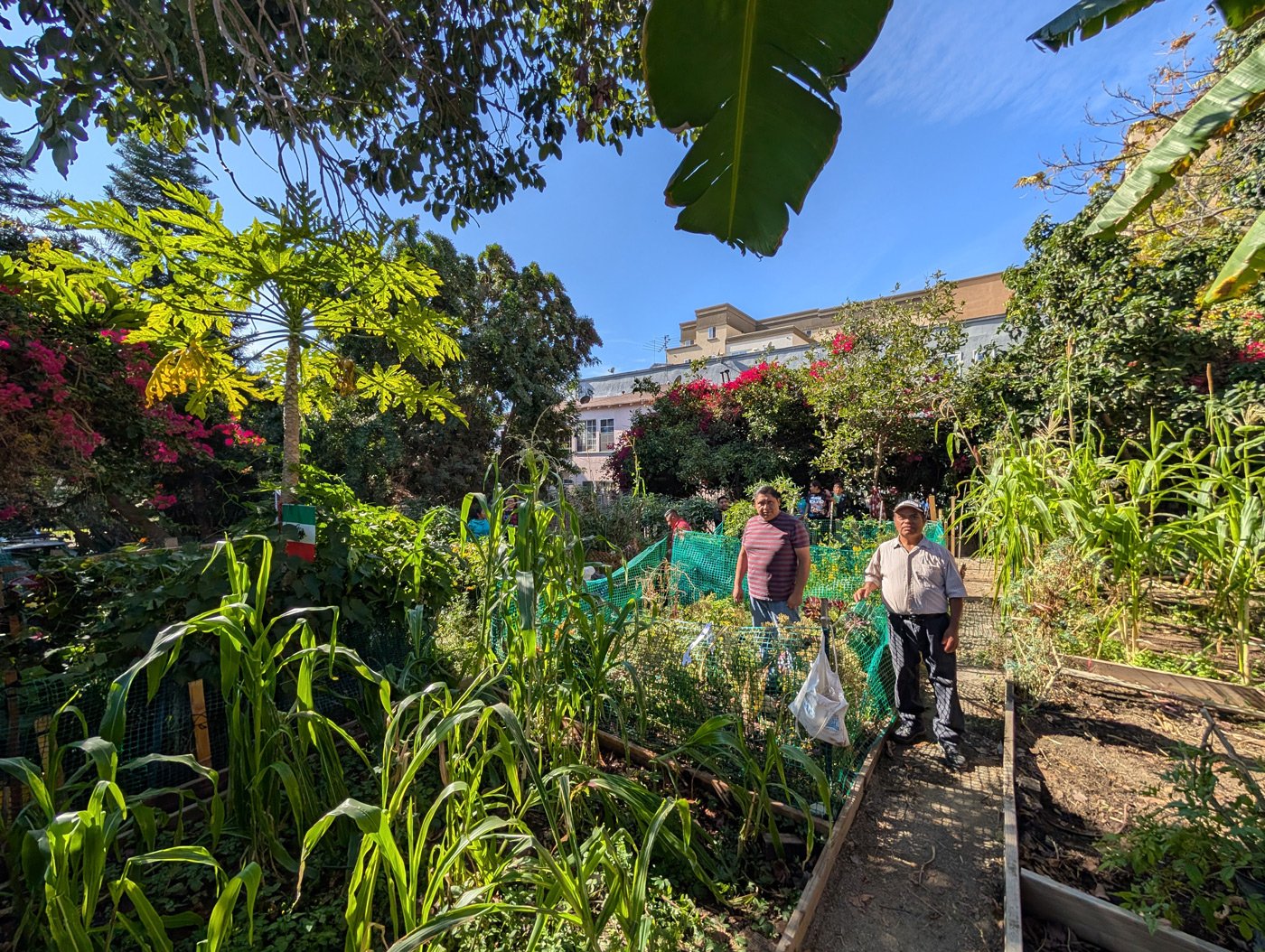 MC Francis Community Garden