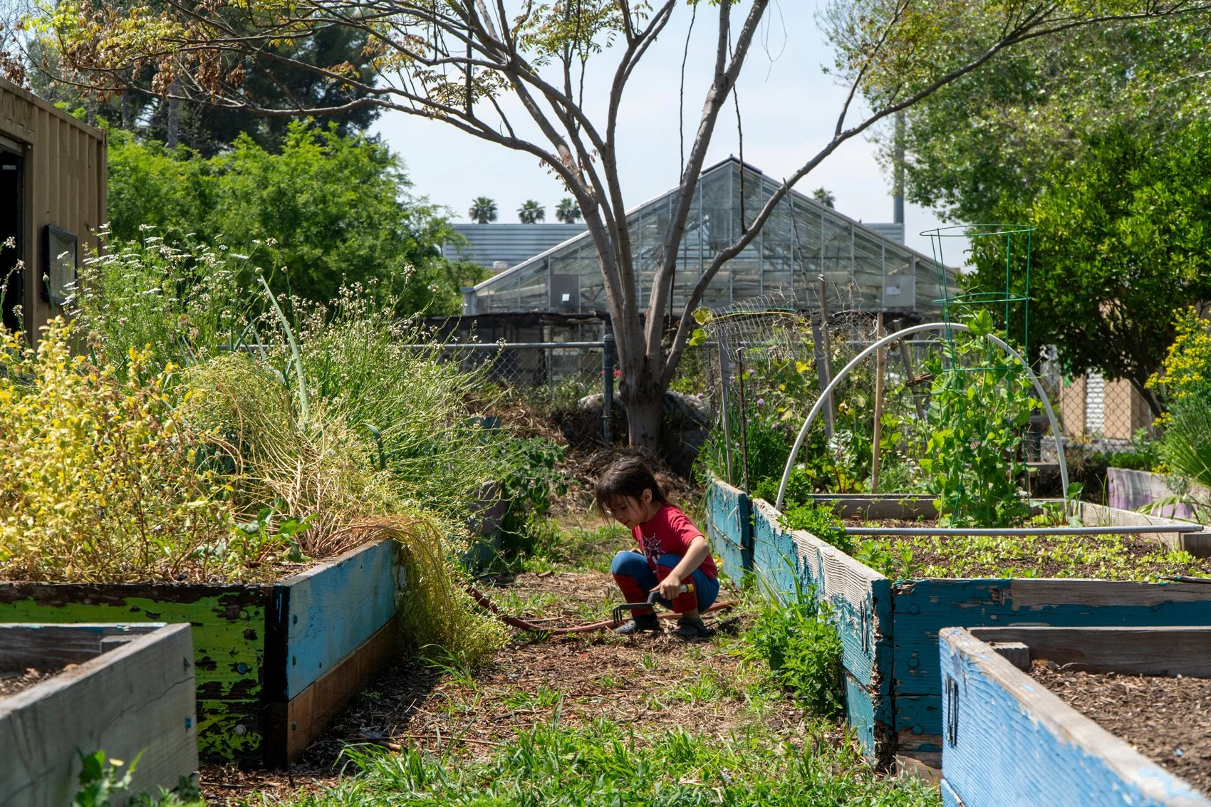 Photo of young kid playing between garden beds