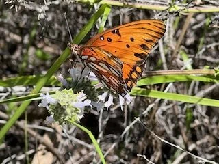 Photo of monarch butterfly