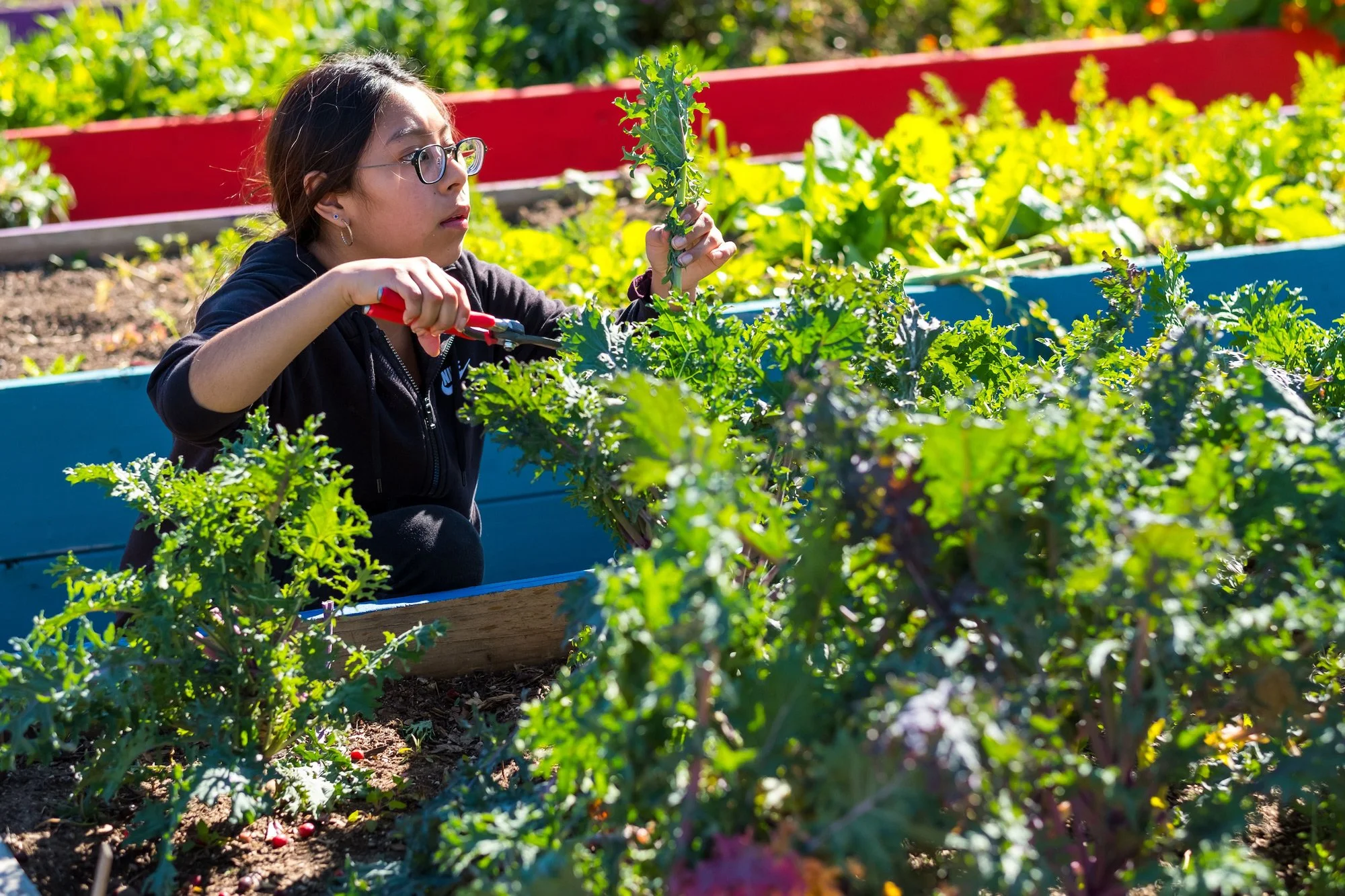 Photo of person clipping kale in a garden