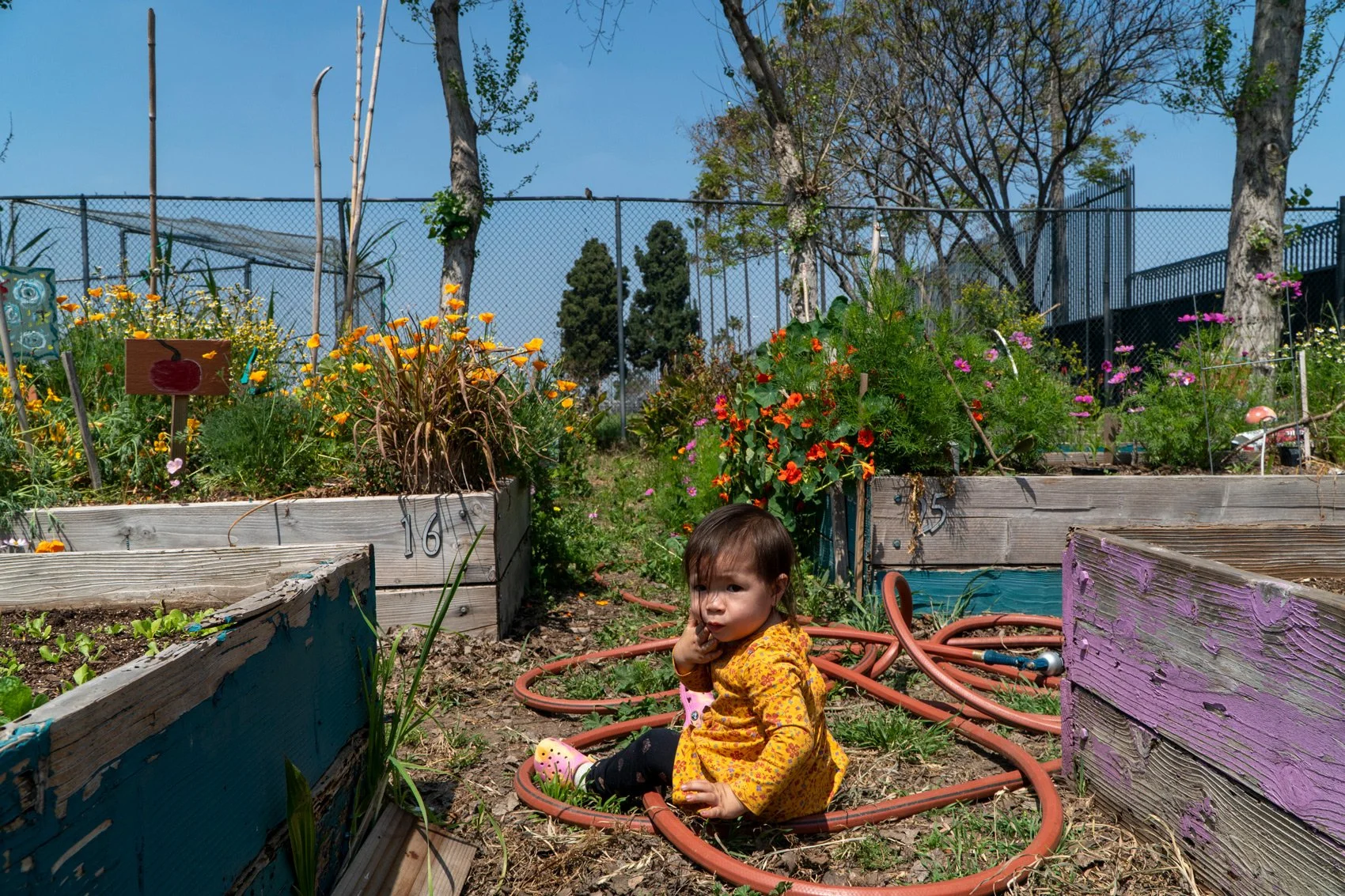 Photo of baby sitting on a hose between garden plots