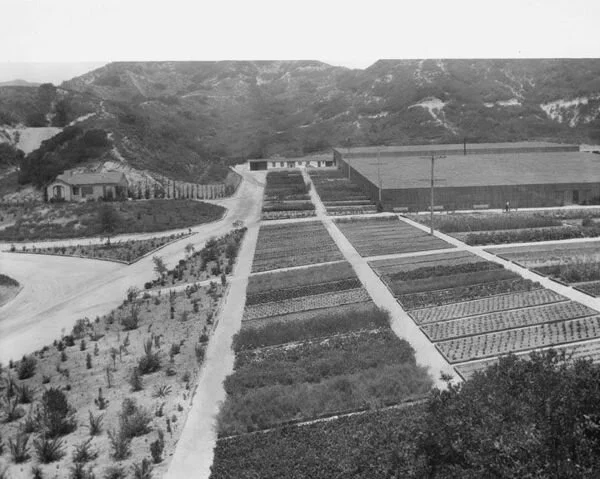 Little known Commonwealth Nursery, a 12 acre nursery of mostly native plantings producing 1 to 2 million plants per year for city parks and buildings. Opened in May 1928 and closed in the 1970s. Photo: Friends of Griffith Park