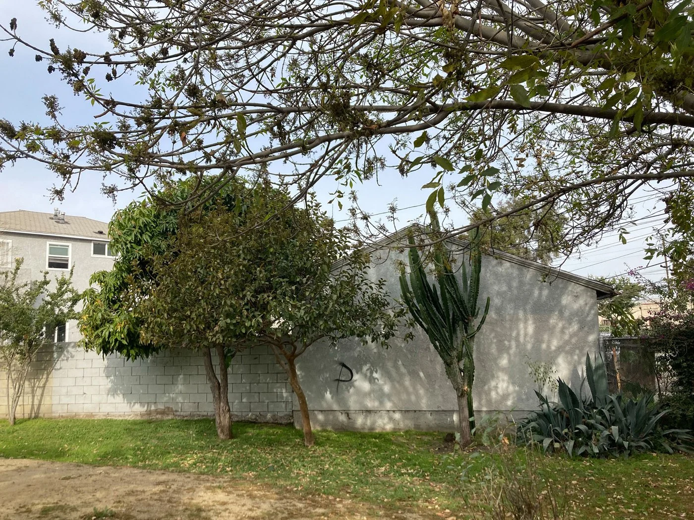 Photo of trees at 11th Avenue Park