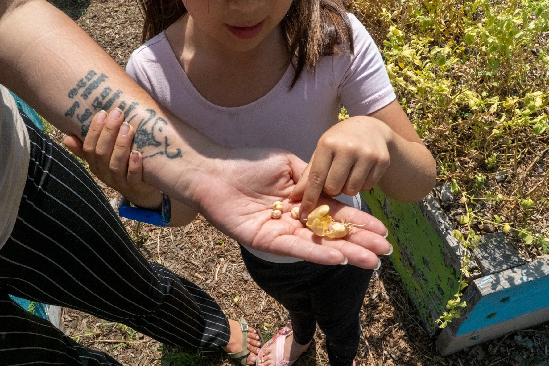 Photo of child picking up seeds from their parent's hand