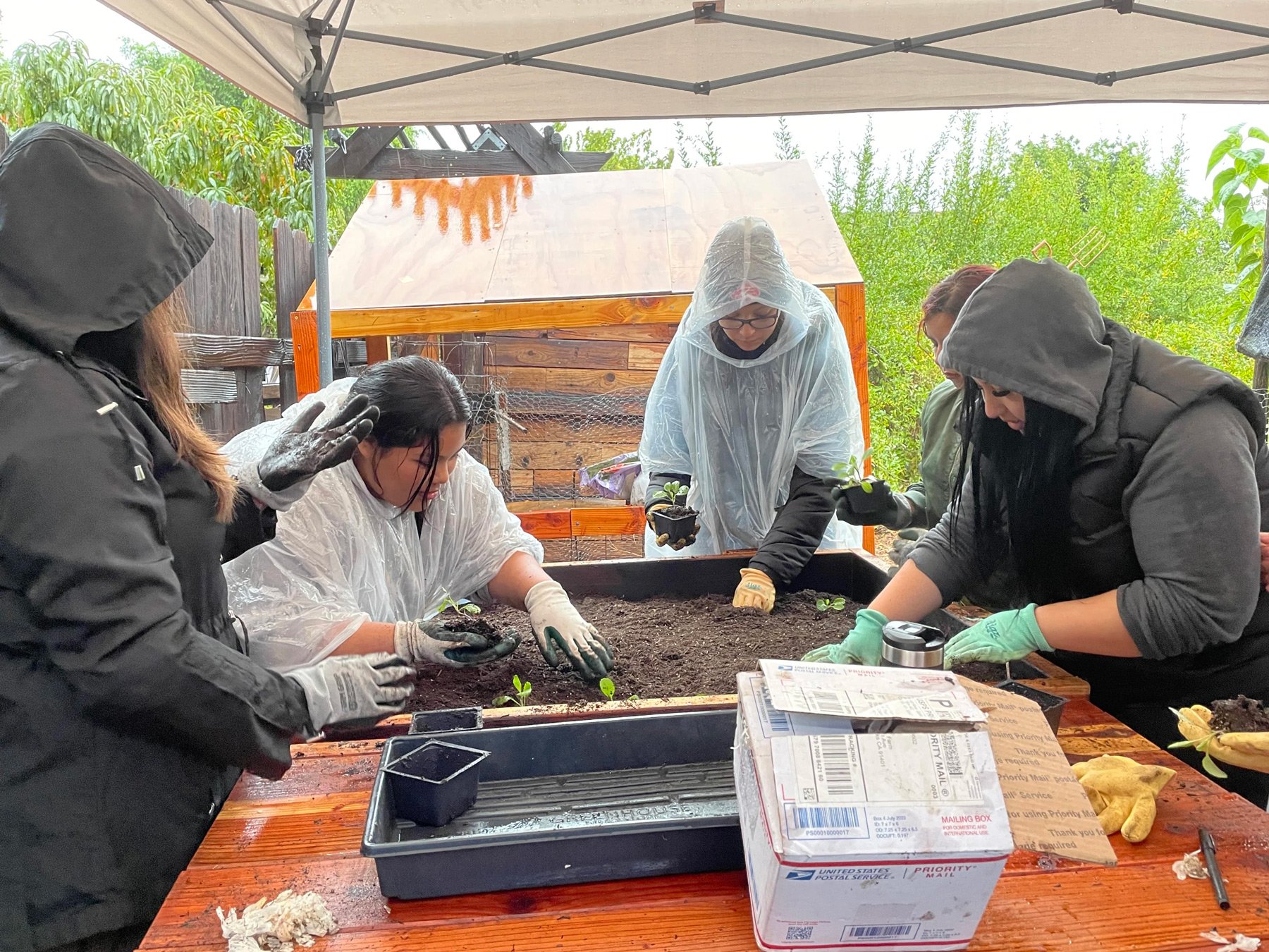 Photo of young people under a tarp in the rain planting seedlings