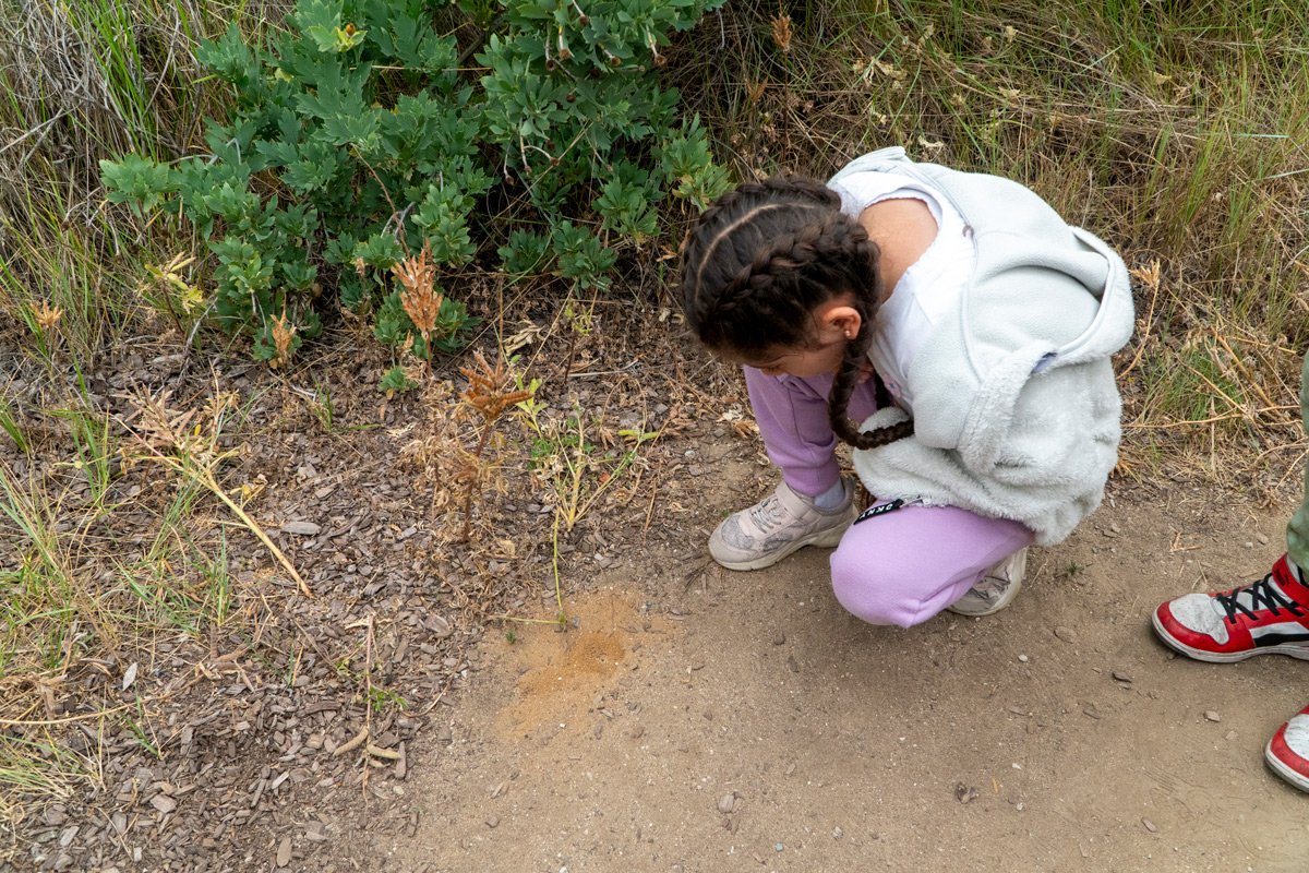 Esperanza Elementary Green Schoolyard Project