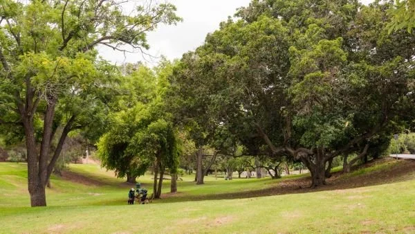Chavez Ravine Arboretum at Elysian Park today. Photo via LA Parks Foundation