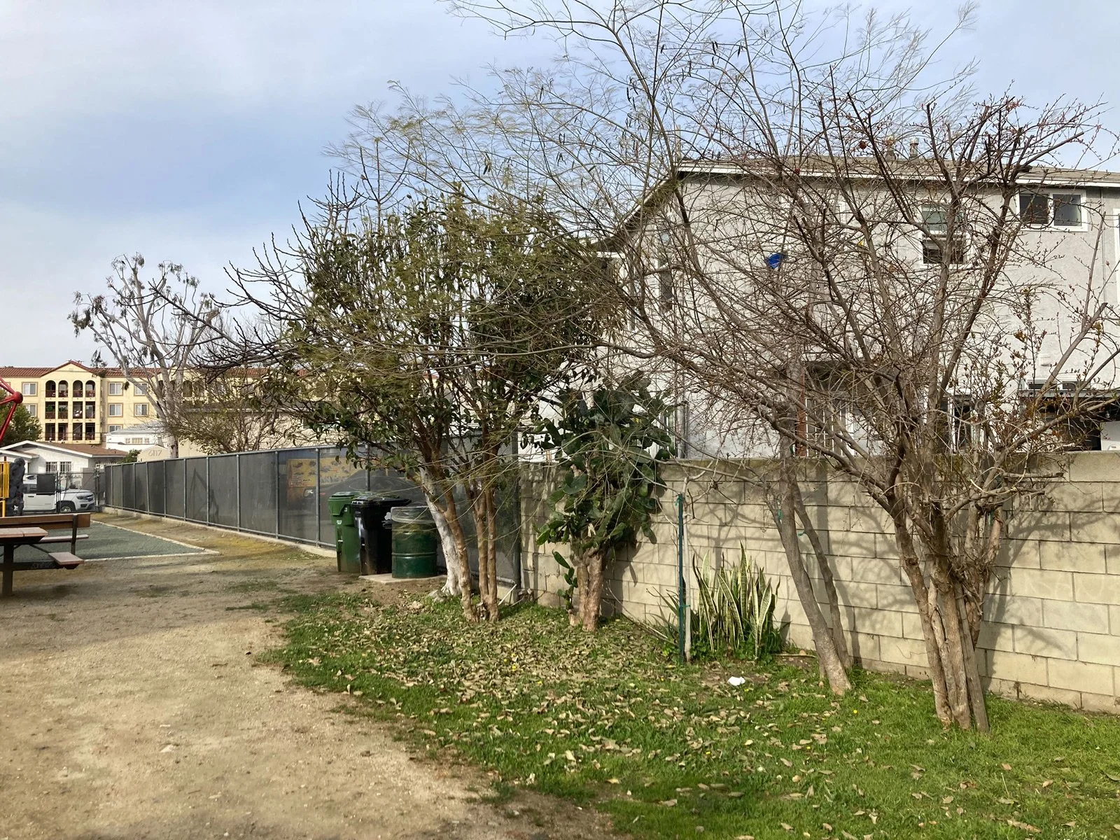 Photo of trees at 11th Avenue Park