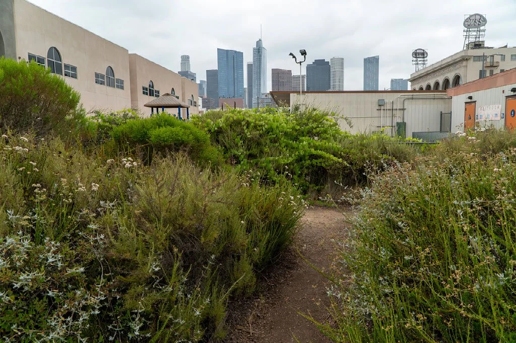 Photo of large plants surrounding a walking path with a skyline of LA in the background