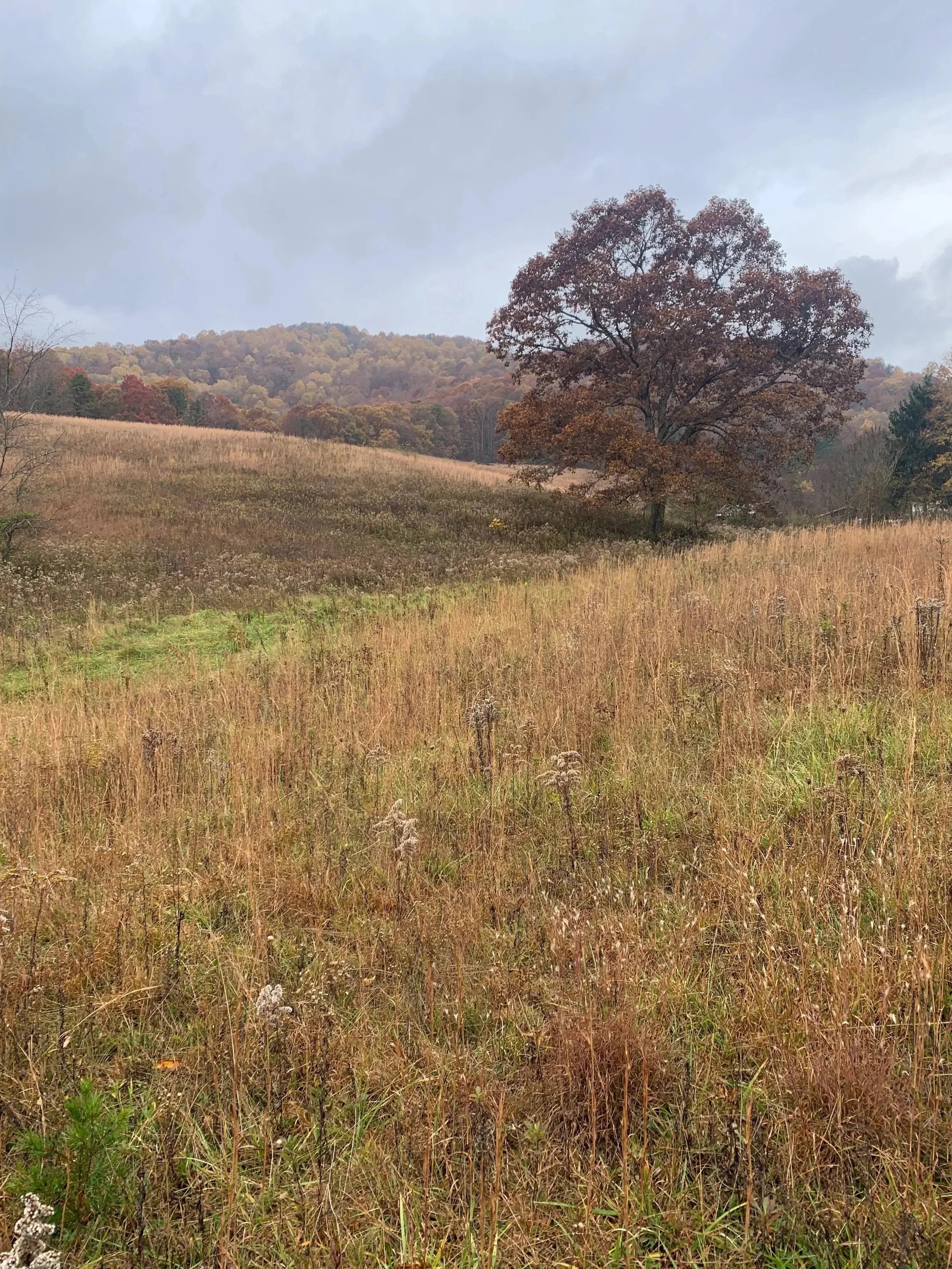 Leicester, NC land with Oak Tree