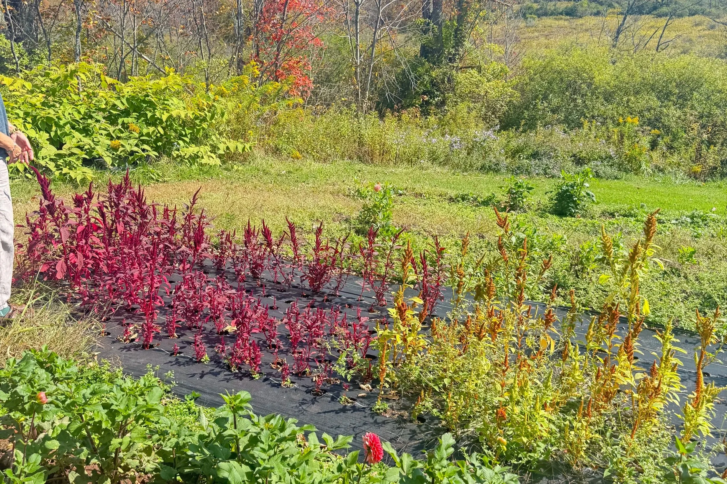 Why Holistic Practitioners Need Social Media (Even If They Hate It)