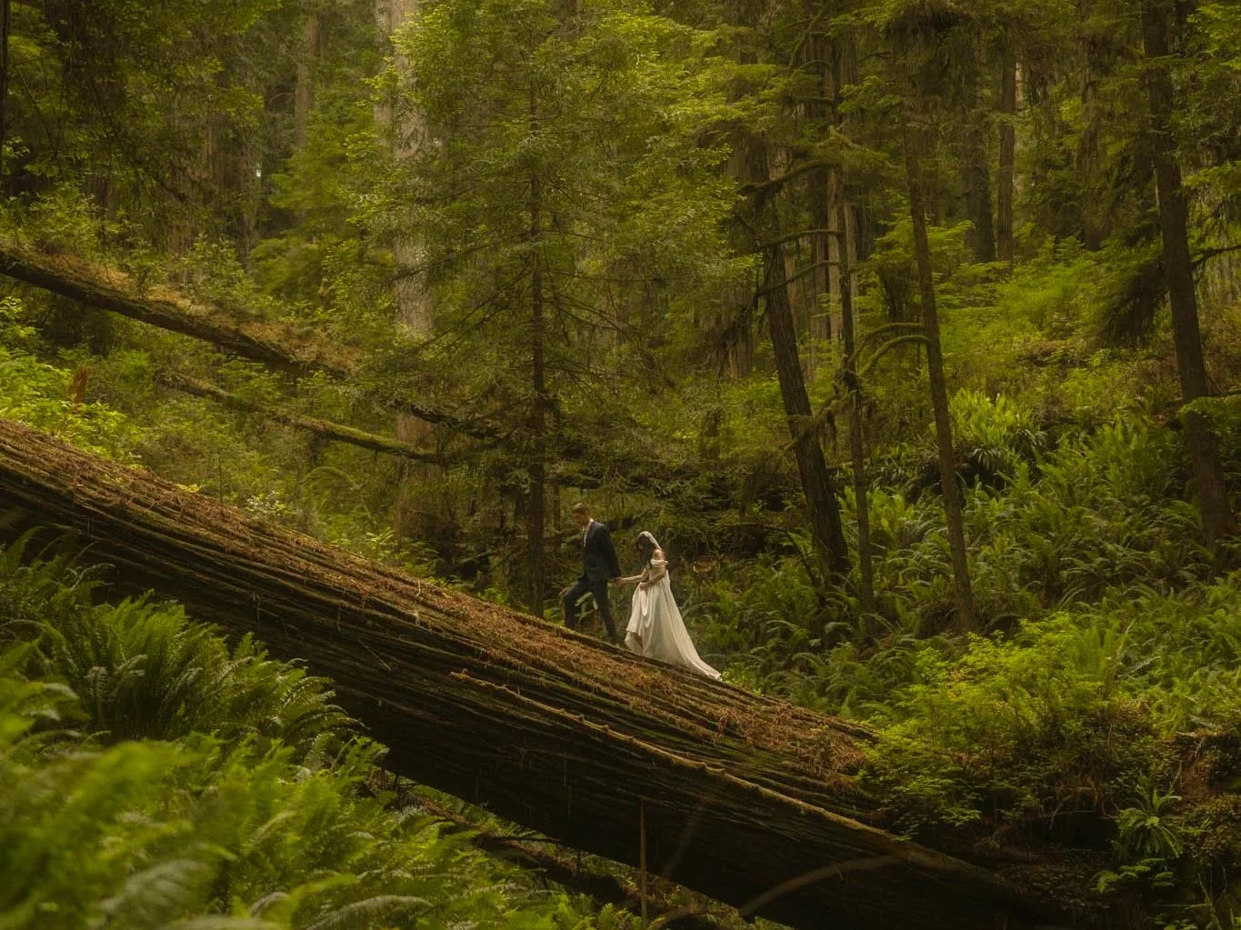 elopement couple walking on a fallen redwood tree