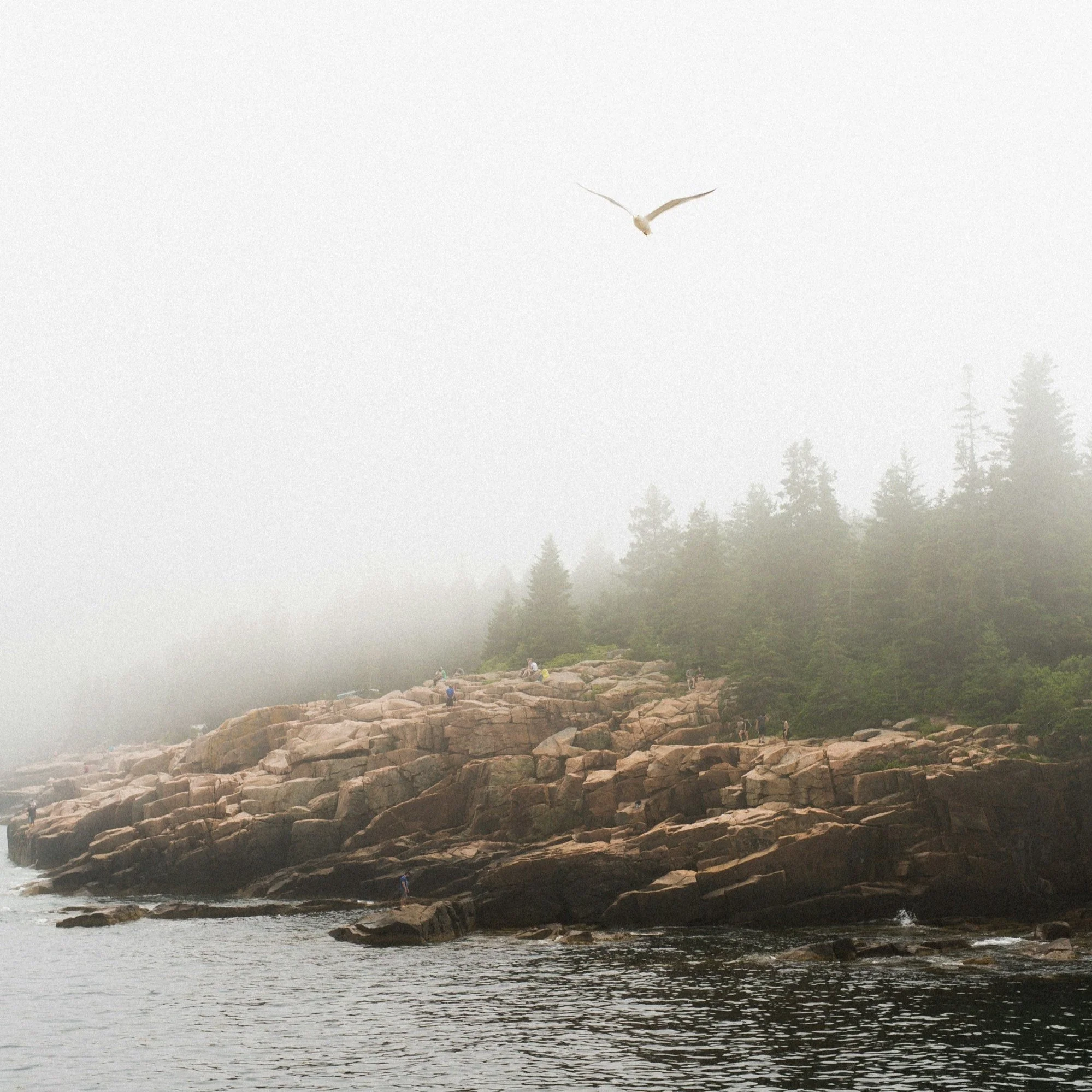 foggy coast with bird flying in Acadia National Park
