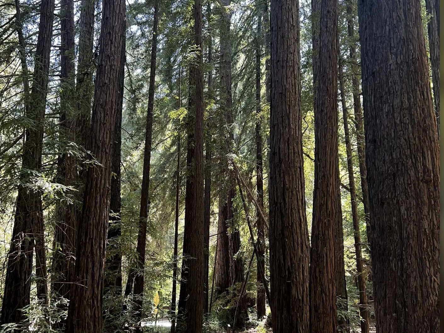 redwood trees in Big Sur, CA