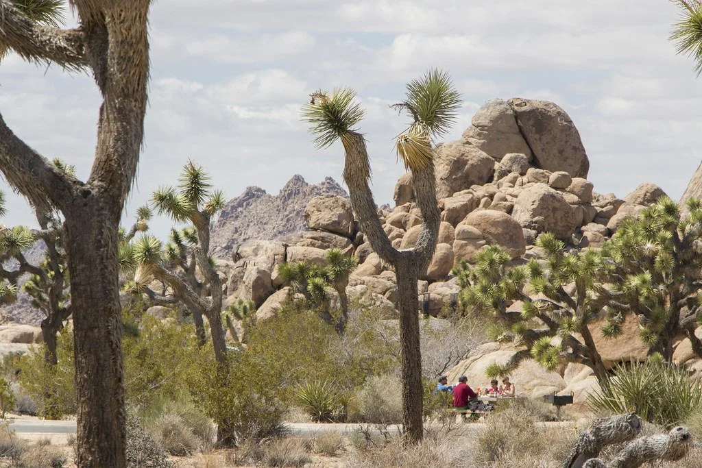 Quail Springs Picnic Area at Joshua Tree National Park