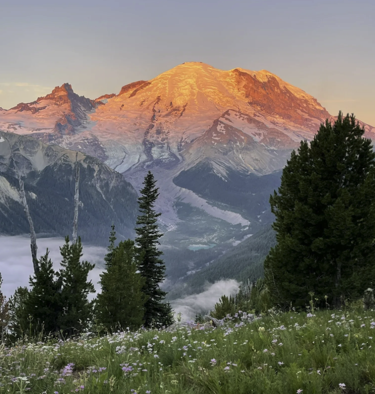 silver forest trail in Mt Rainier National Park