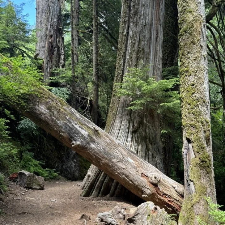 grove of the patriarchs trailhead in Mt Rainier National Park