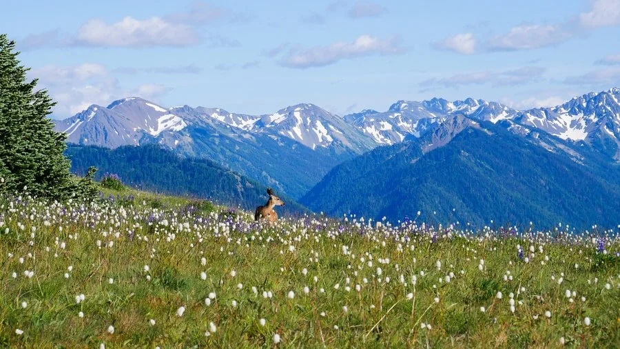 a deer in a wildflower meadow in Hurricane Ridge in Olympic National Park