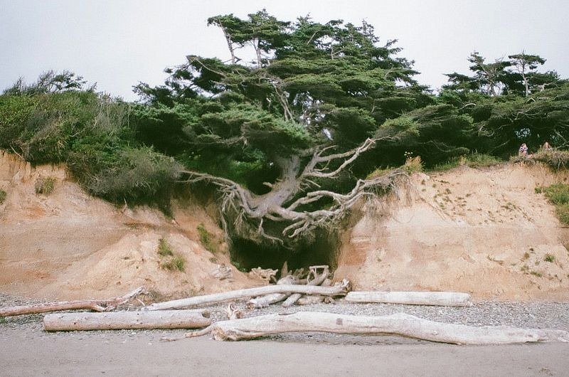 The Tree of Life on Kalaloch Beach in Olympic National Park