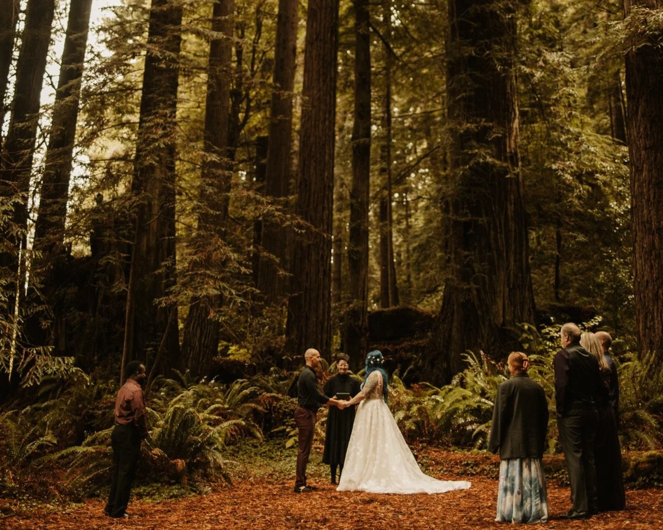 Organ Donor's Grove in Jedidiah Smith Redwoods State Park