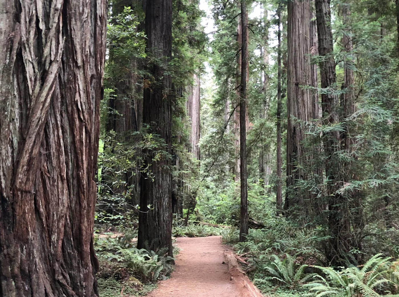 River Trail in Jedediah Smith Redwoods State Park