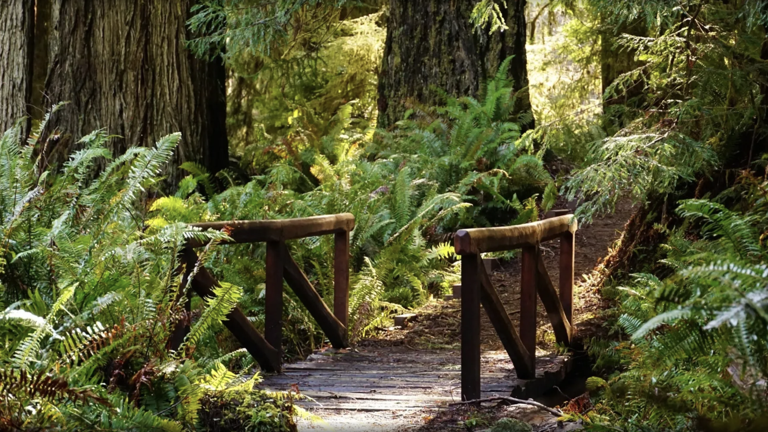 Zig Zag #2 in Prairie Creed Redwoods State Park