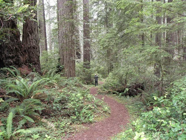 schmidt grove in redwoods