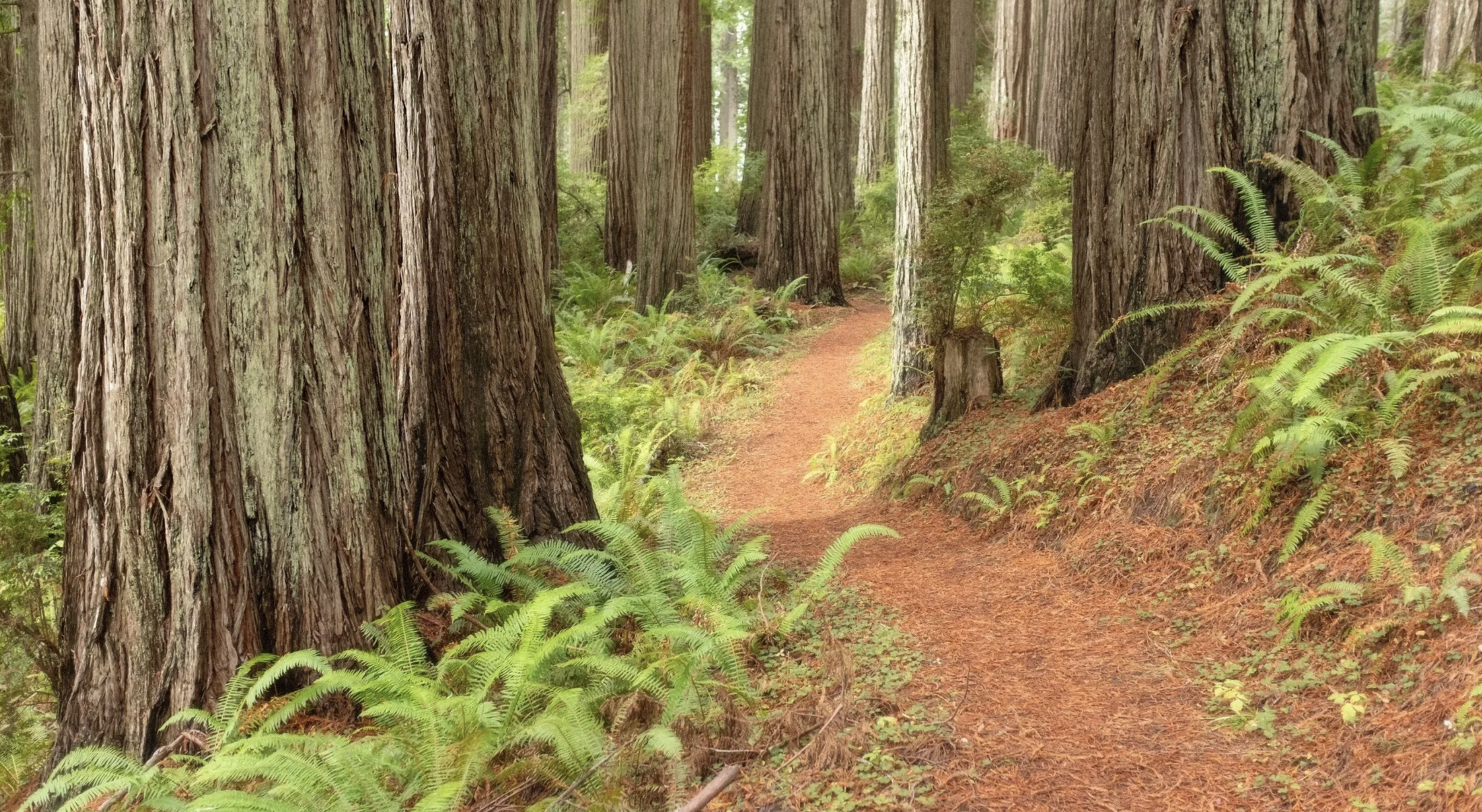 berry glen in redwoods