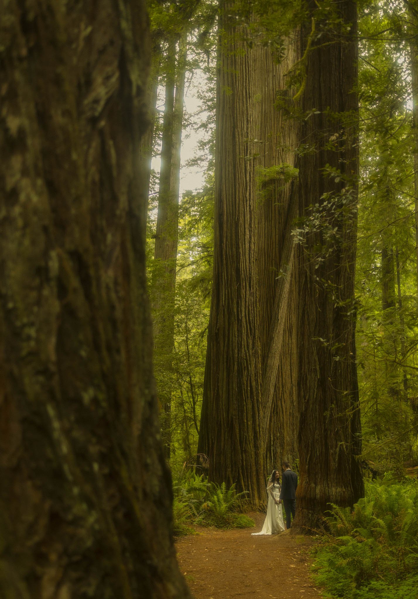elopement couple immersed within giant Redwood tree grove