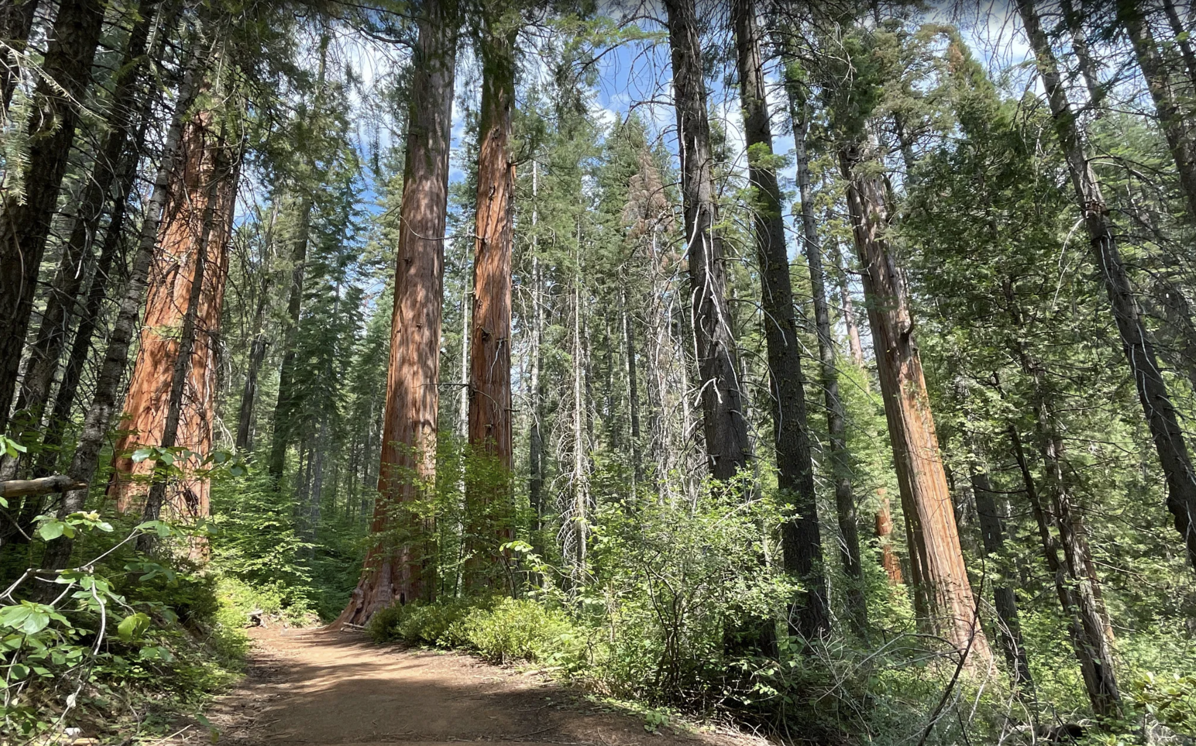 Trail full of giant Sequoia trees in Yosemite National Park