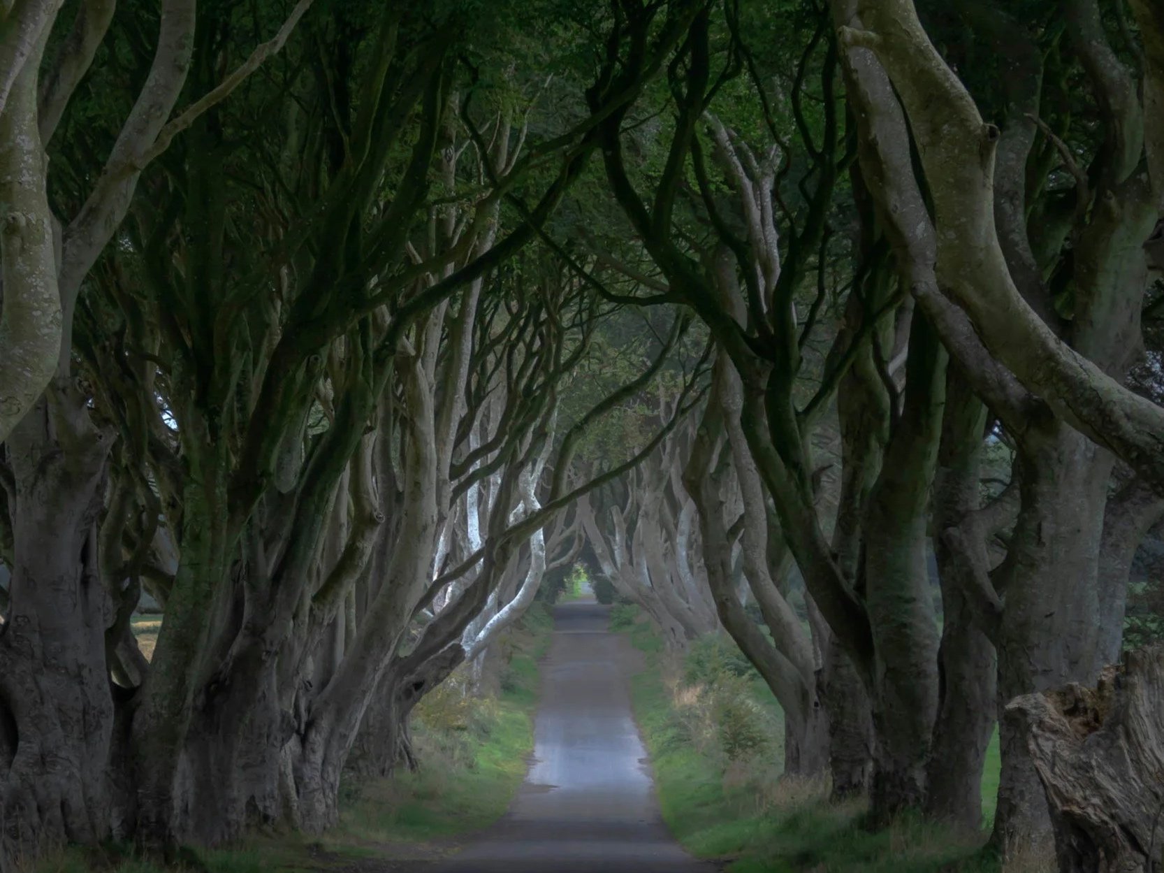 Dark Hedges in Ireland