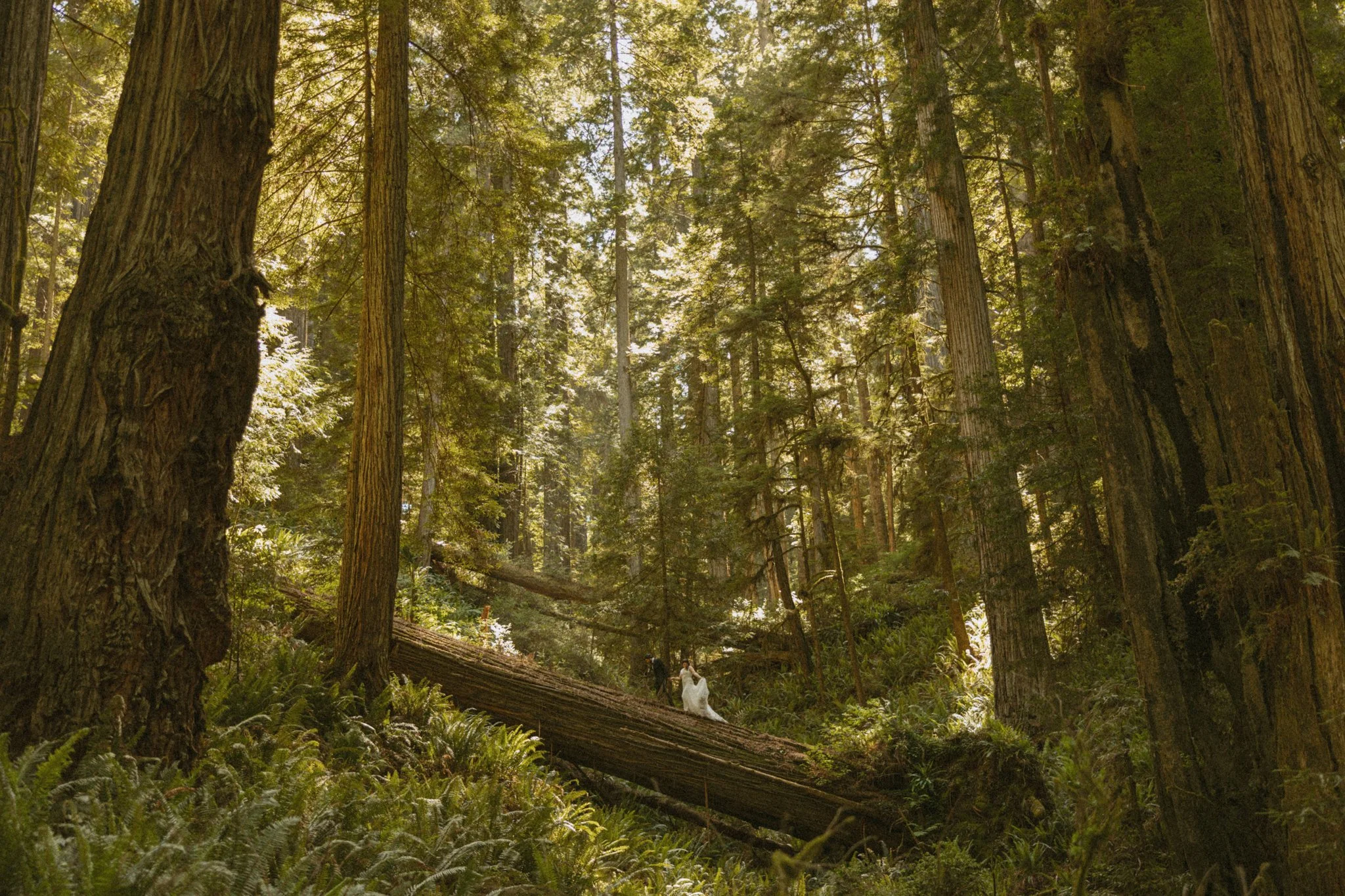 couple eloping in Redwoods National Park