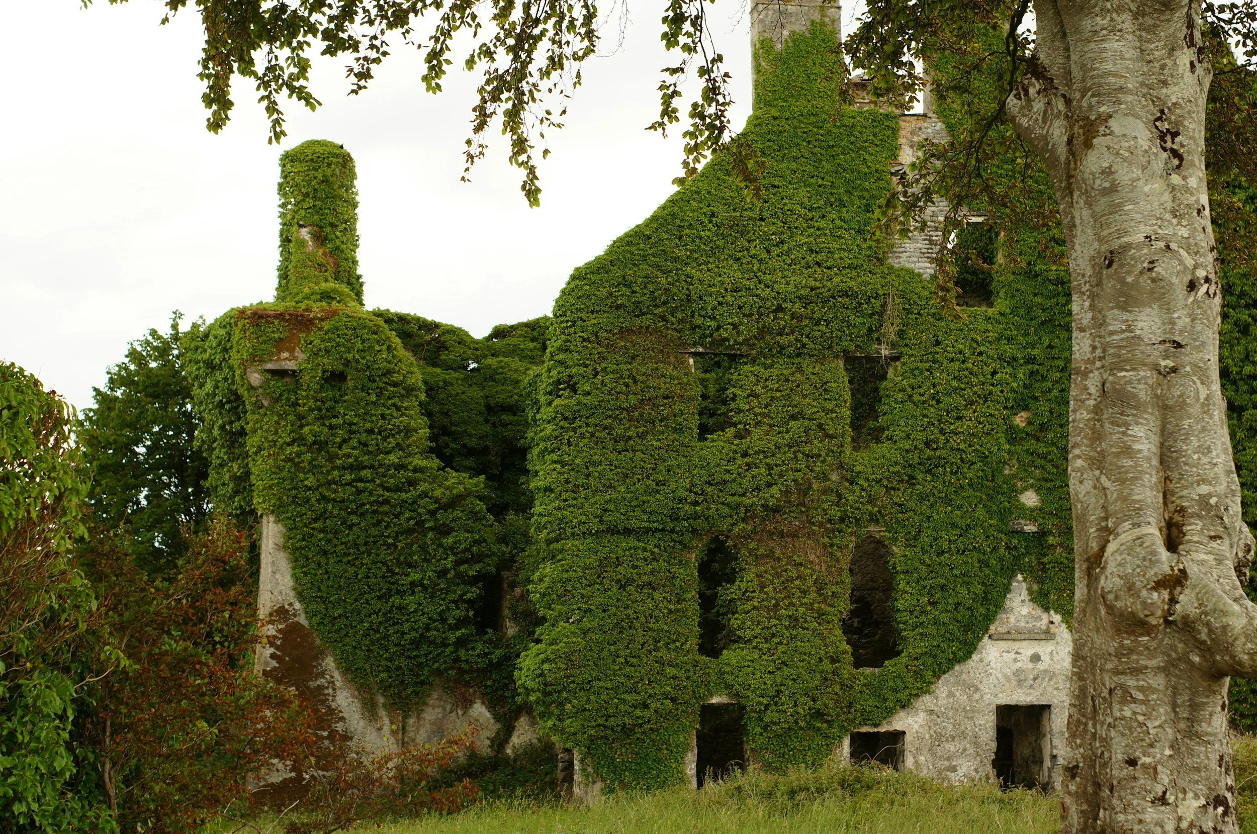 an ivy covered castle ruin in Ireland