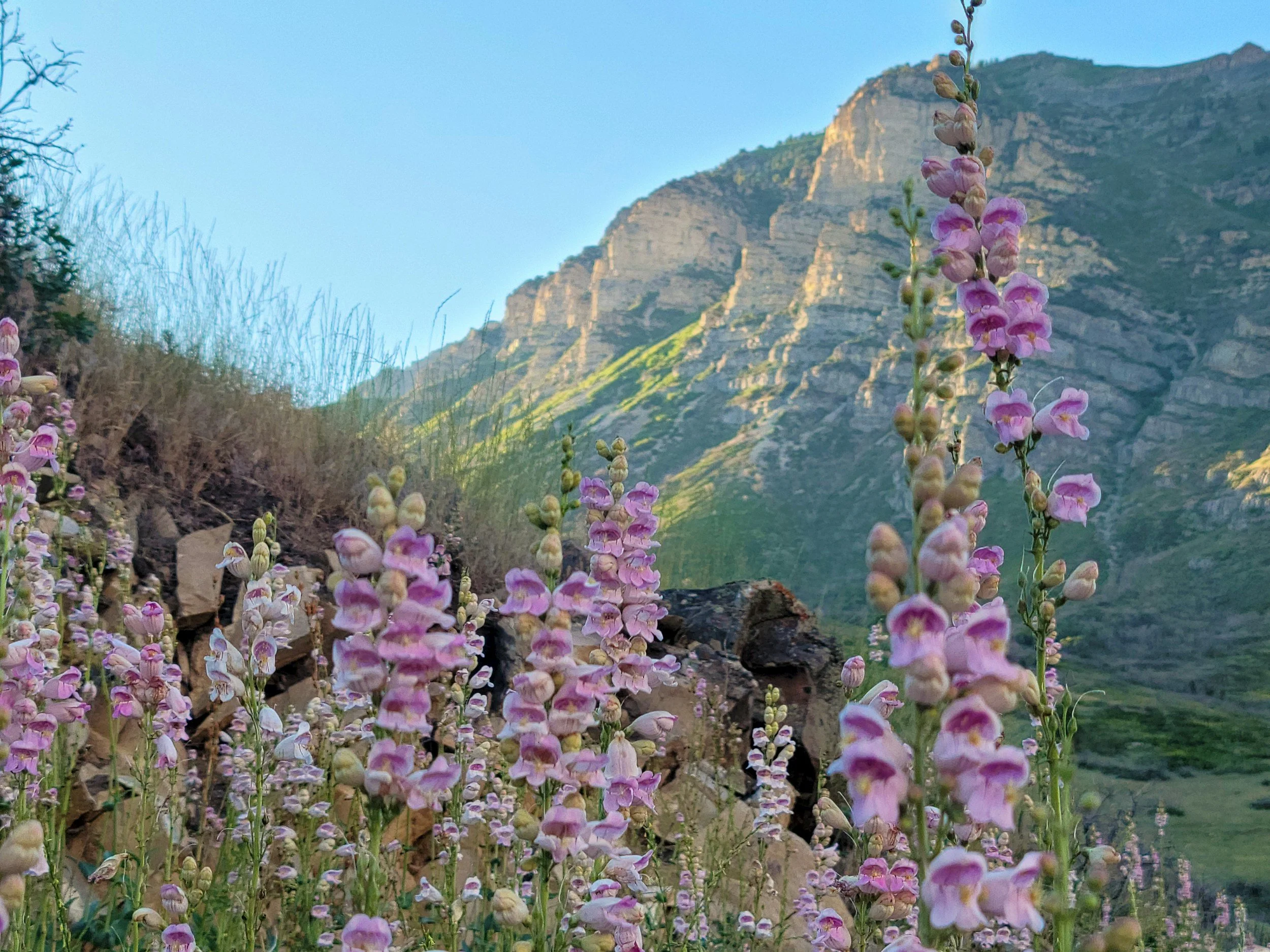 a landscape photo of purple wildflowers in the Wasatch Mountains of Utah