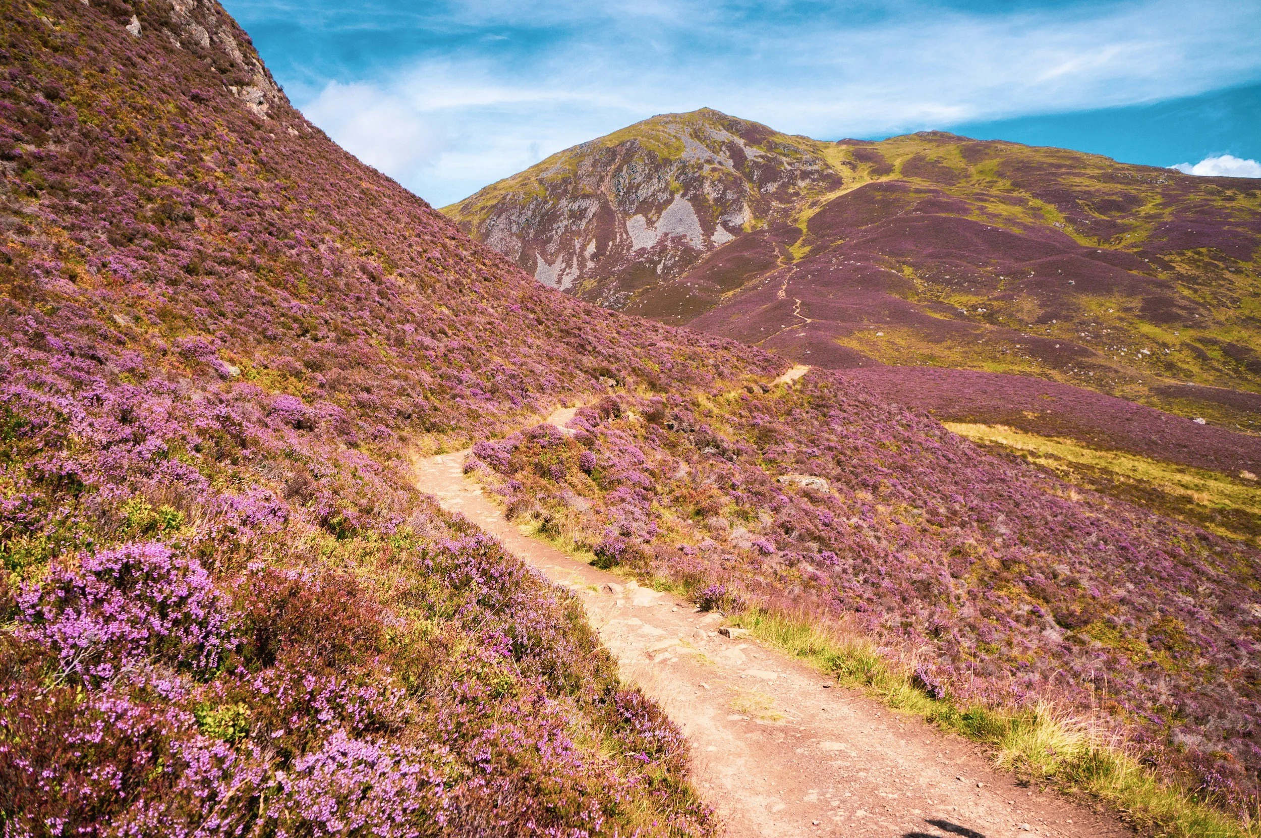 a landscape photo of the flowering purple flowers in Scotland's Cairngorms National Park