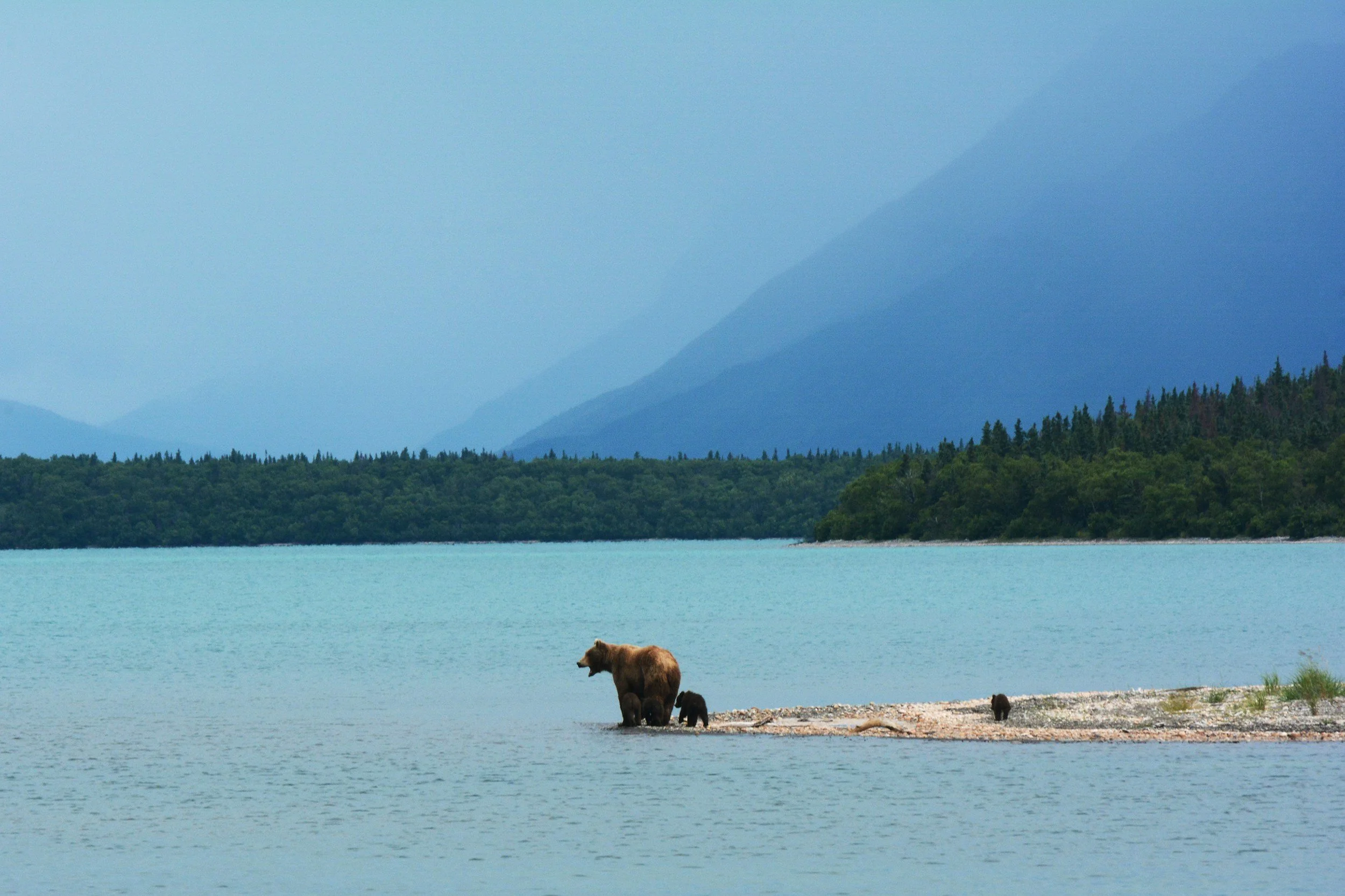 a photo of a momma bear and her cubs along a lake with mountains in the distance in Alaska