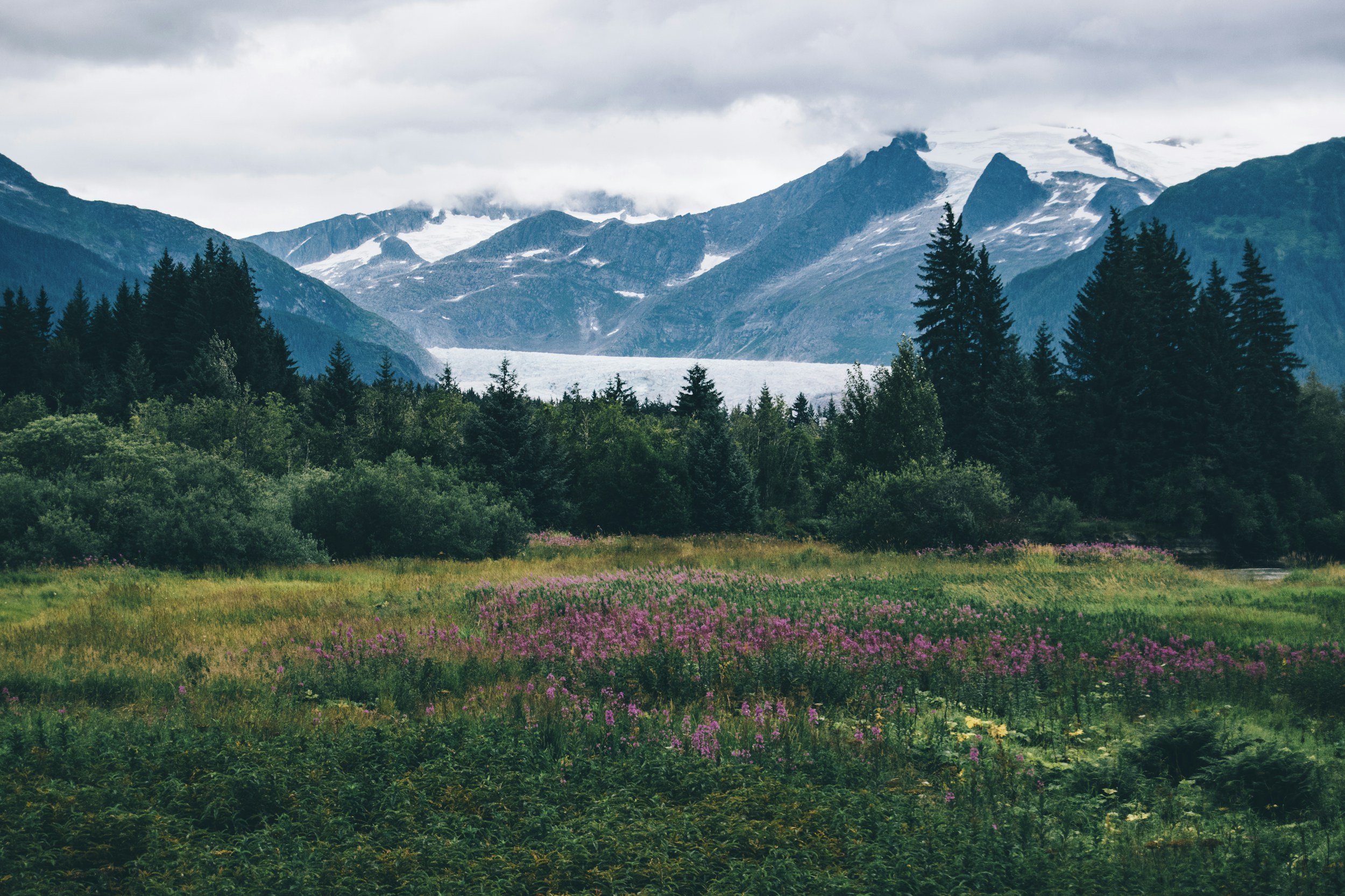 a landscape photo of mountains and wildflowers in Alaska