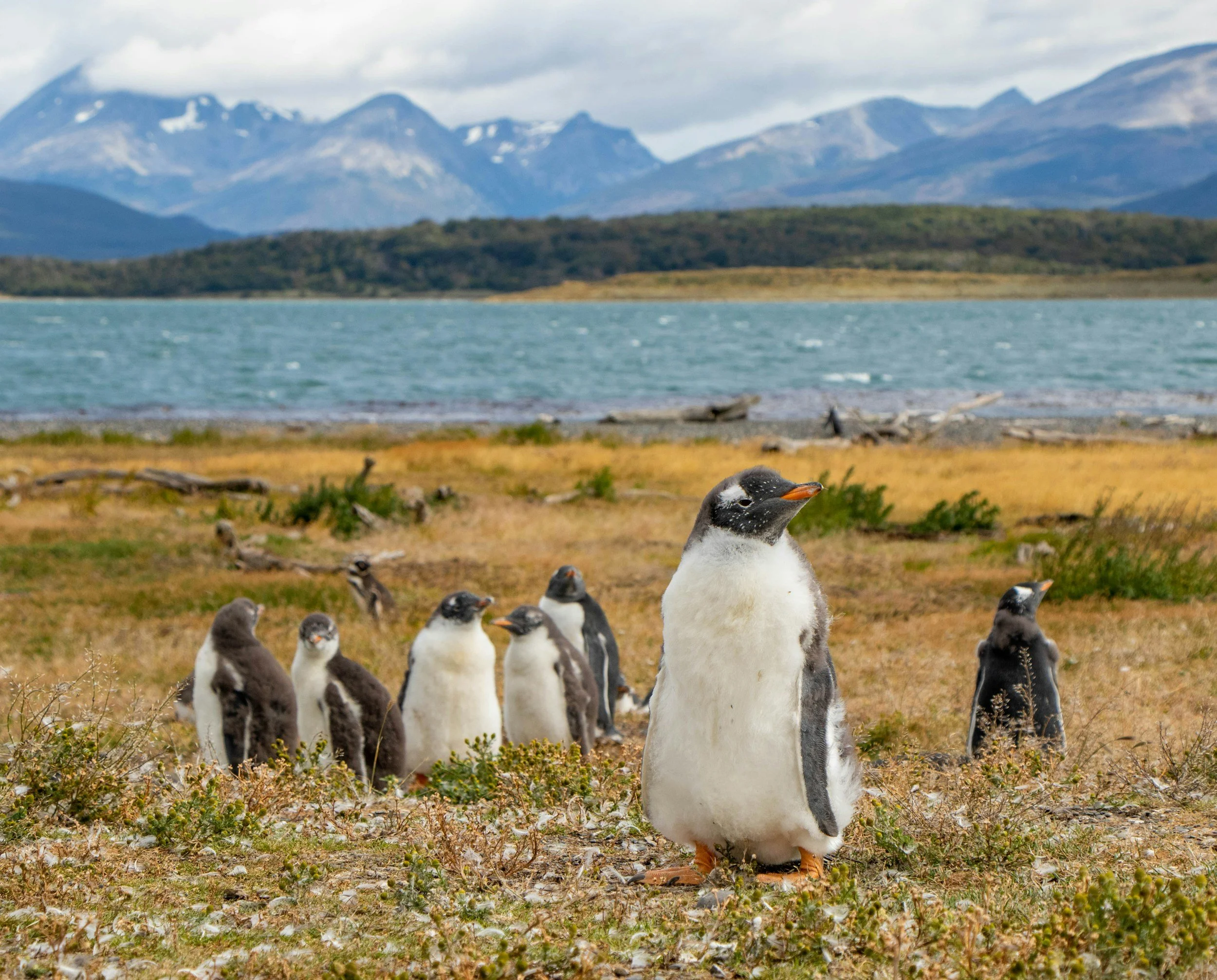 penguins in the Tierra del Fuego section of Patagonia