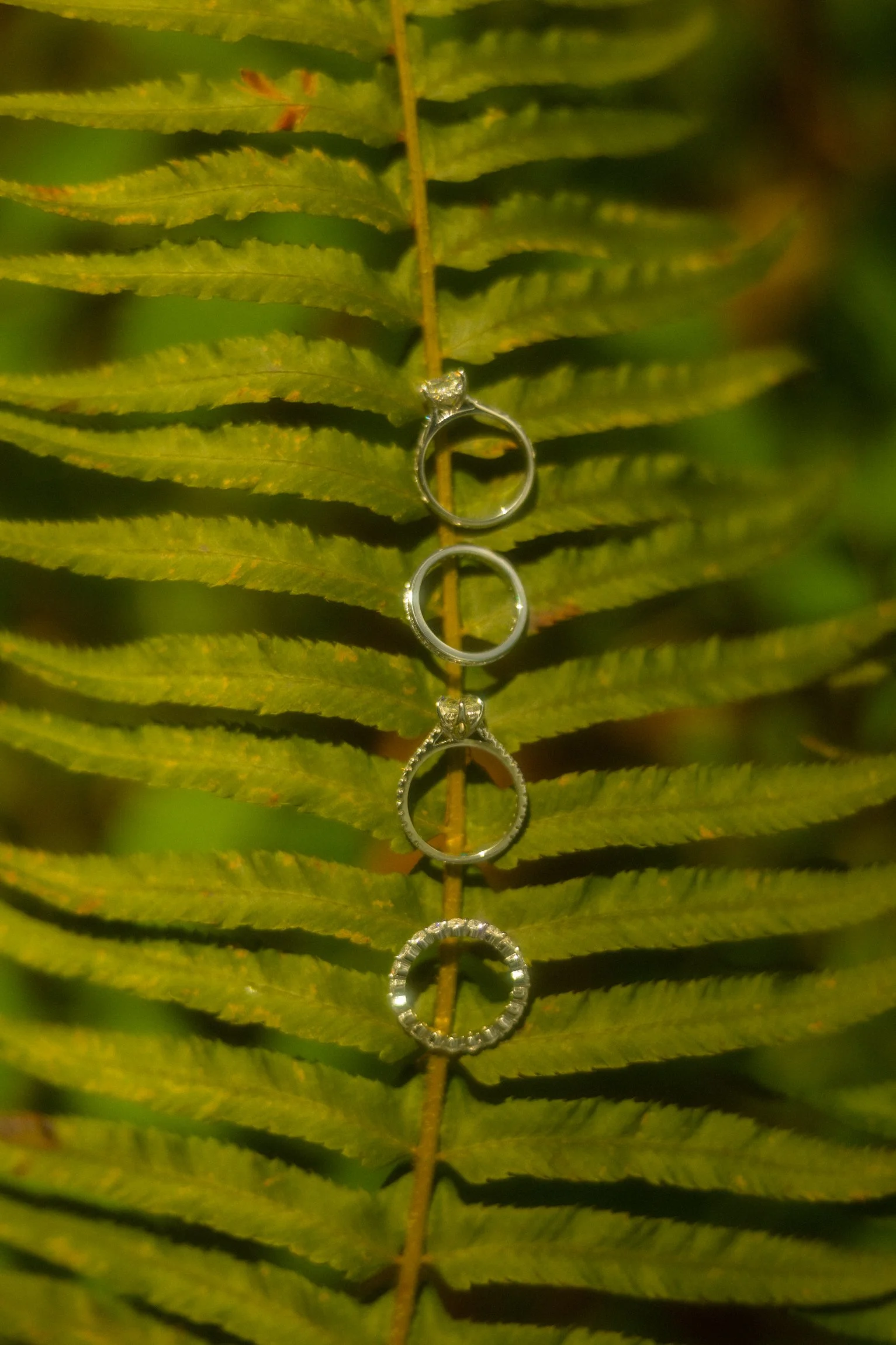 Olympic-National-Park-Elopement.jpg