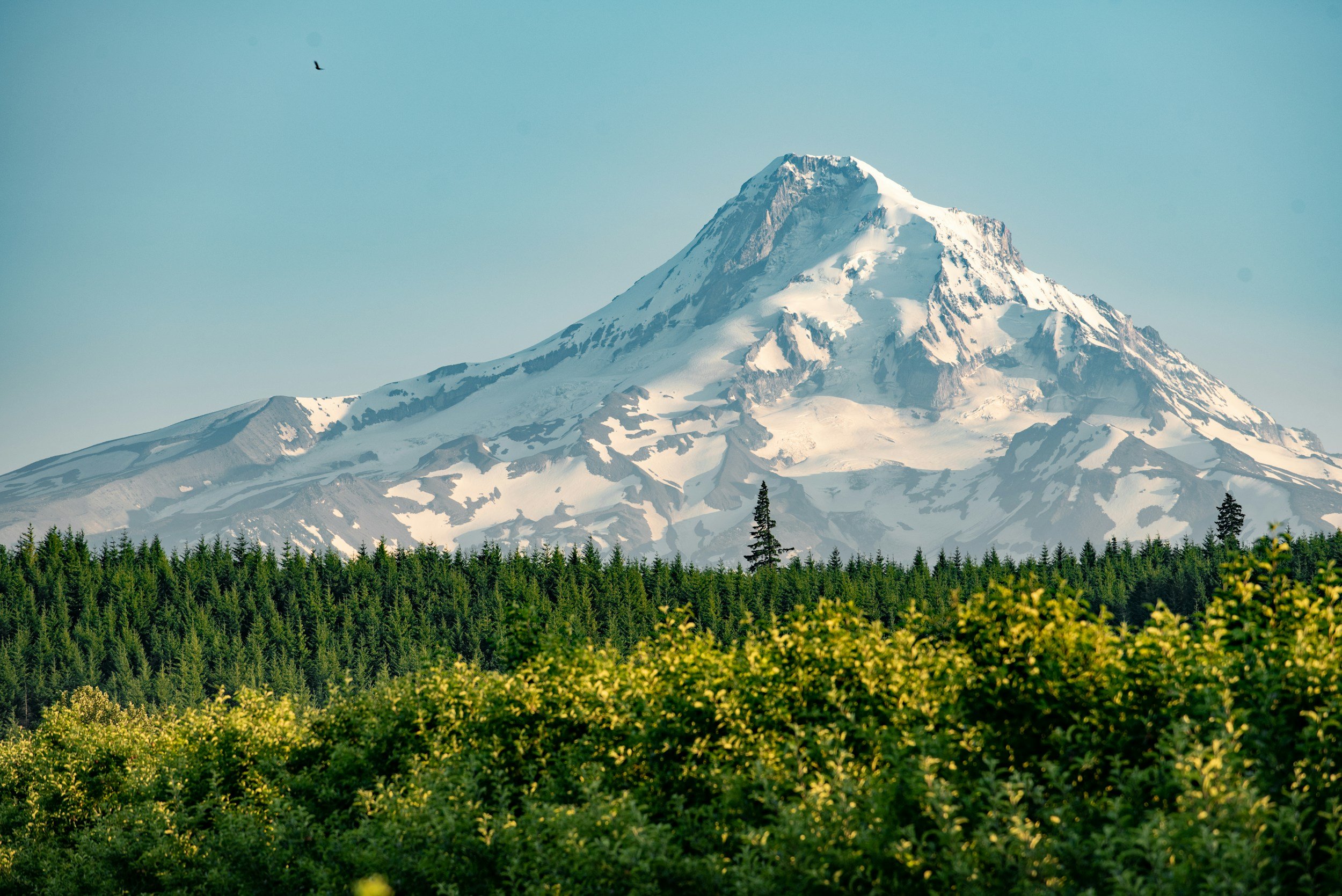 a landscape photo of Mt Hood and evergreen trees