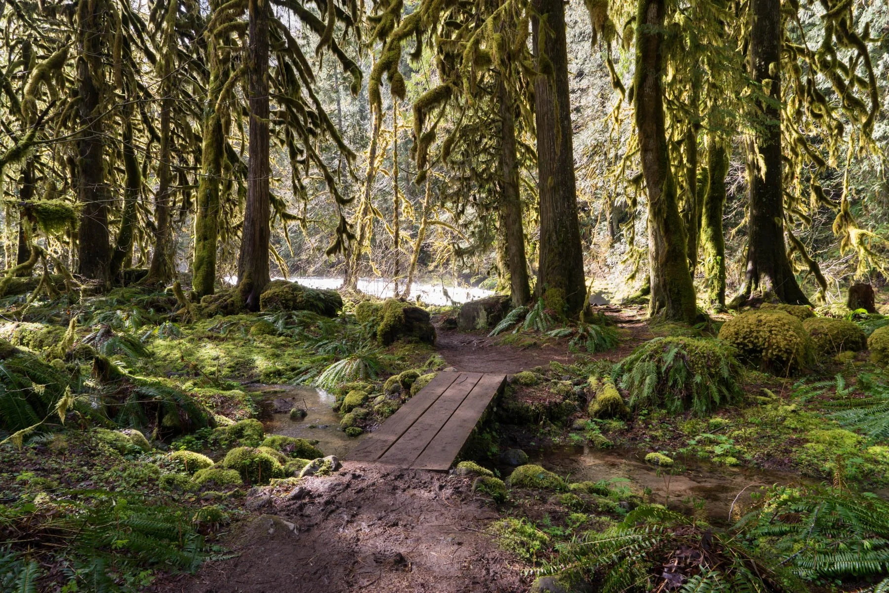 Old growth forest in Mt Hood National Forest
