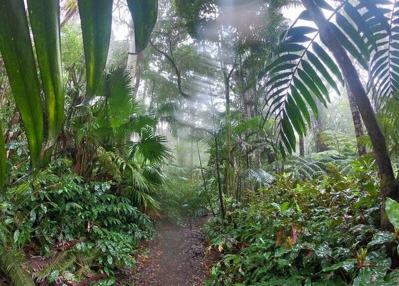 a trail through the dense forest at Kona Cloud Forest on the Big Island of Hawaii