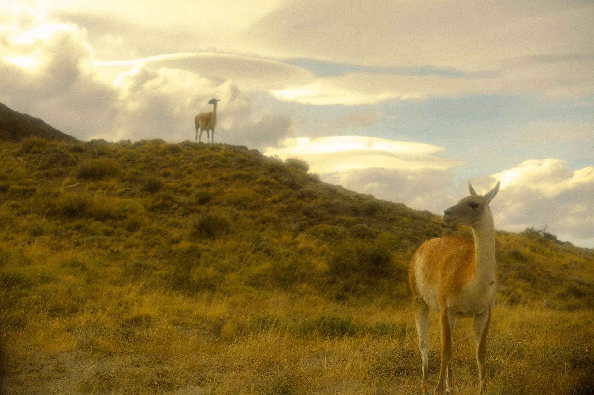 Guanacos in Torres del Paine