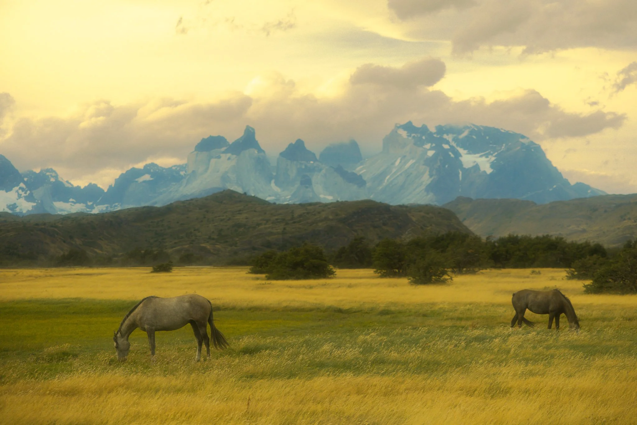 wild horses in Torres del Paine in Patagonia
