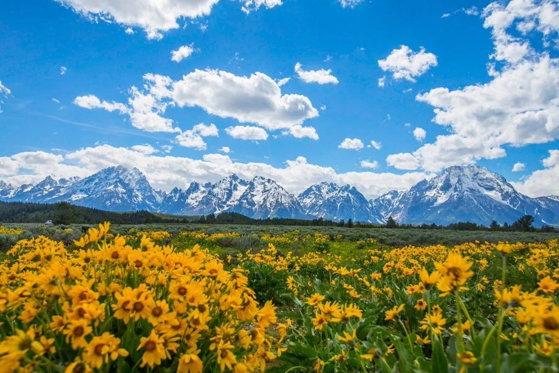 a landscape photo of Mountain View Turnout with wildflowers in Grand Teton National Park