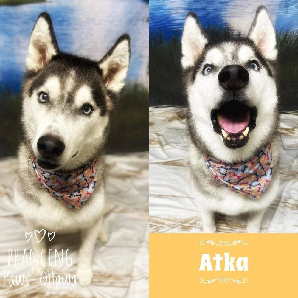 Atka