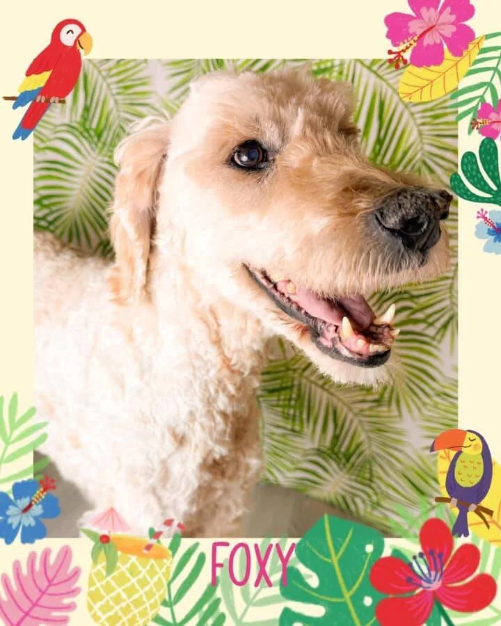 Foxy