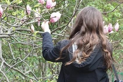 Person with long brown hair picking a pink magnolia flower from a tree.