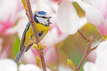 A yellow and blue bird perched on a branch surrounded by pink and white blossoms.