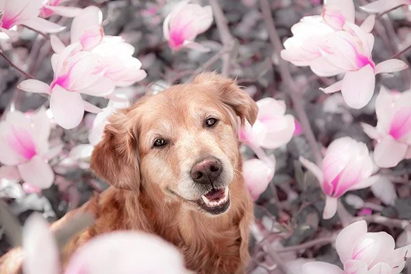 Golden retriever puppy among pink magnolia flowers.